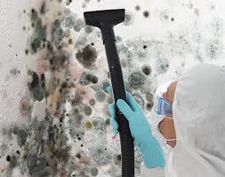 Why You Should Choose Our Mold Remediation Services in Laguna Beach, FL